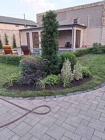 banan agaci: Landşaft ağac və kolları – fidanlar və iri qablarda dekorativ bitkilər — 10