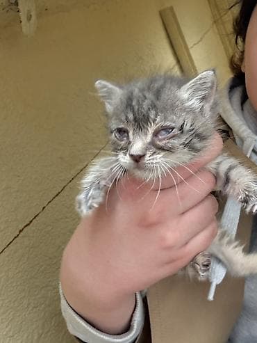 объявления кошки: Kiçik bir pişik balası tapdım… blokda ilişib qalmışdı və yazıq-yazıq — 2