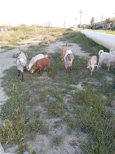 keçi şəkilləri: Məhsul: Keçi sürüsü Təsvir: - Şəkillərdə müxtəlif rənglərdə (ağ — 3