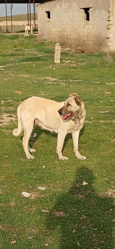 qoyun sekli: Kanqal, 3 il, Dişi, Peyvəndli — 2