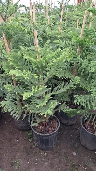 su bitonu: - Bitki: Norfolk adası şamı (Araucaria heterophylla) – saksıda - — 1