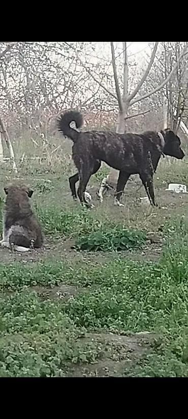doyuş itleri: İt – iri cüssəli, qara-qəhvəyi rəngli, sinəsində ağ ləkəsi olan, güclü — 6