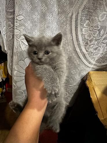 Pişiklər: Şotland yastı qulaq — 8