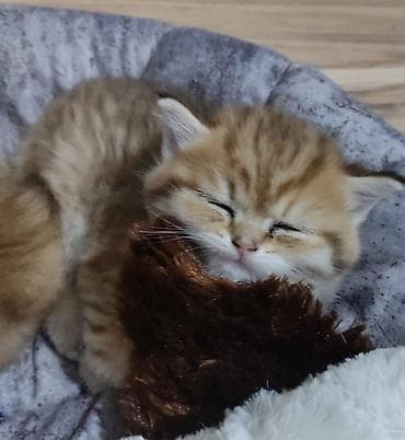 it heyvan: Qızıl şinşilla, Erkək, Yaxşı əllərə, Ünvandan götürmə — 8