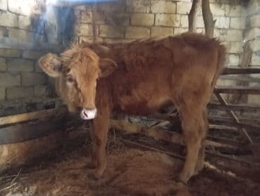 Gəmiricilər: Dana, buzov, Dişi, ay: 1, 120 kq, Ətlik, Ünvandan götürmə — 2