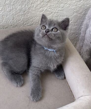 породистые котята даром: Шотландская, Самец, Самка, Самовывоз — 14