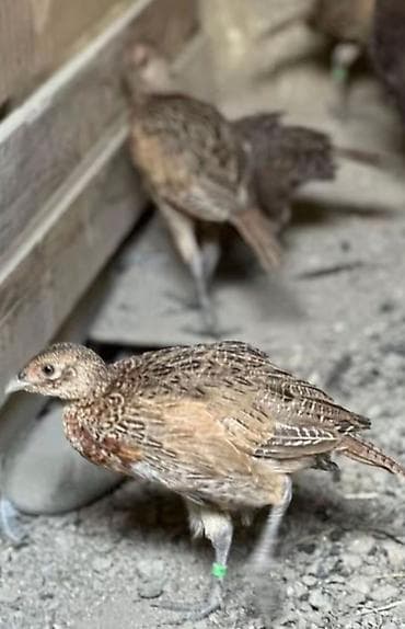 Məhsul: Qırqovul quşları (erkək və dişi) ailə satılır qiyməti birinə — 3