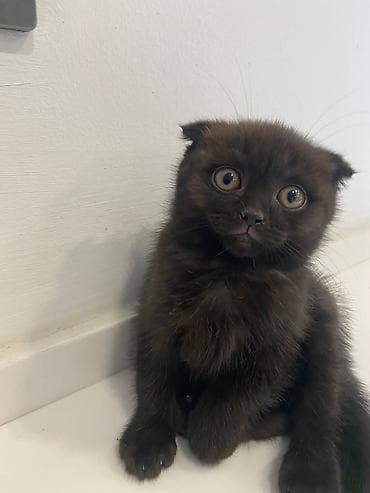 pişik şotlant: Şotland — 8