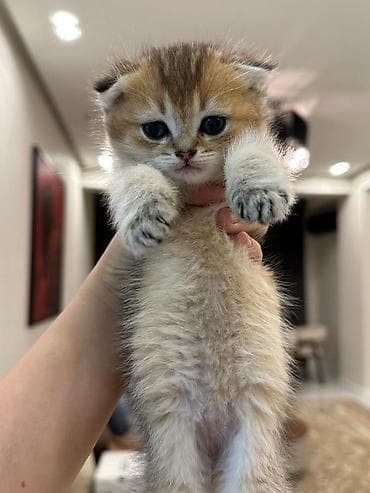 pisik cinsleri: Şotland, Dişi, Erkək, Pulsuz çatdırılma, Rayonlara çatdırılma, Ödənişli çatdırılma — 6