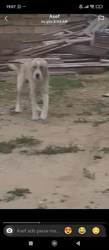 ev heyvanlar: Alman çoban iti, 1 il, Dişi — 4