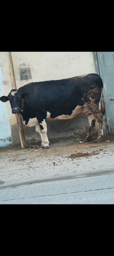 ineklerin qiymeti: Salam aleykum kim de bele bir ineyler olsa xeber elesin çeki ferqi — 1