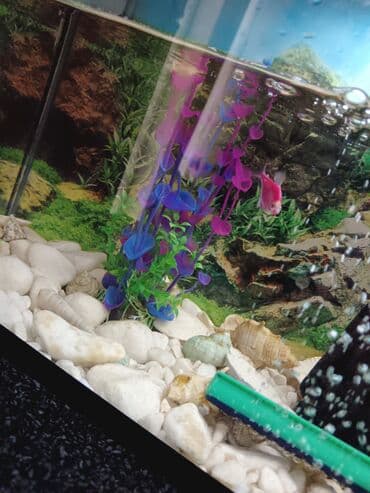 Lincoln: Tam komplekt akvarium seti - Şüşə akvarium, üst qapaqlı - Daxili — 10