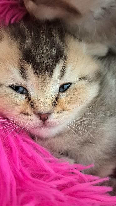 ordek sekilleri: Şotland — 7