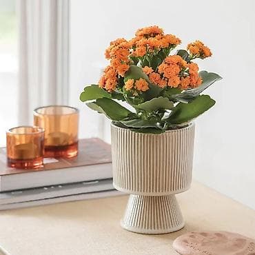 kalanxoye bitkisi: Kalanxoe (Kalanchoe blossfeldiana) – saksı bitkisi - Rəngli, çoxlu — 2
