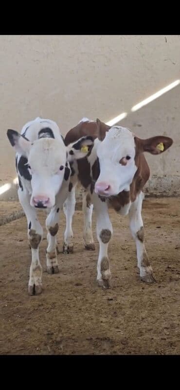 ucuz toyuqlar: Məhsul: Dana (2 ədəd) Təsvir: - Cins tip: süd istiqamətli seleksiya – — 2