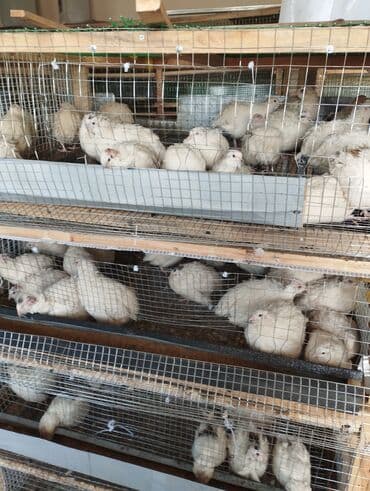 Turşular: Bildirçin əti. Diri satışda olur. Qiymət çəkiyə görə dəyişir — 3