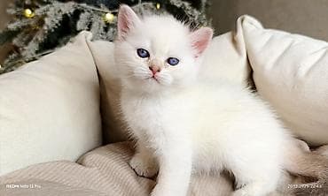 coban it adlari: Məhsul: Ağ tüklü balaca pişik (mavi gözlü) Təsvir: - Yumşaq, sıx — 3