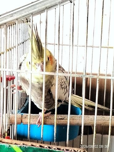 amadin quşu: Nymph quşları (Cockatiel) – cütlük, qəfəs və aksesuarlarla Məhsul — 4