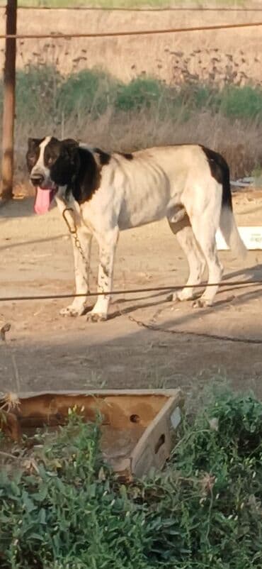 pomeranian boo mini: Qurdbasar, 2 il, Erkek, Peyvəndli, Ödənişli çatdırılma — 2