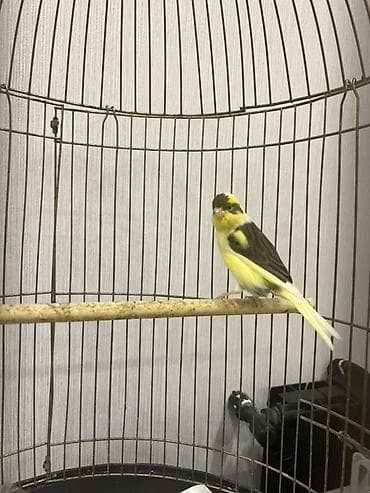 Göyərçinlər: Erkey bul bul tam saglam,1.5 yaw - Növ: ev quşu, kanareyka - Rəng — 4