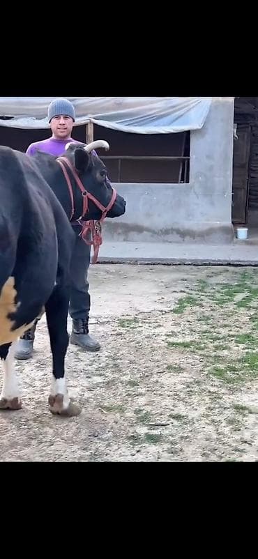 qara mal: Südlük inək və balası - Cins: qara‑ağ (Holştin tipli) süd istiqamətli — 7