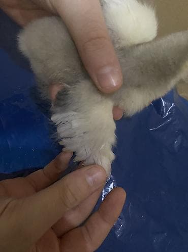 cucelerin satisi: Salam. Təmiz qan bramo cücələridir. 1 həftəni keçib mayalı yem ve — 4