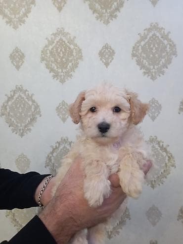 maraqli it adlari: Pudel, Peyvəndli — 3