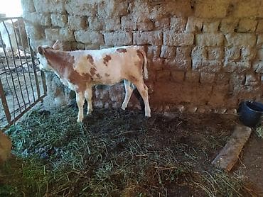 Simental tipli dana - Cins: Simental tipli, ağ-qəhvəyi ləkəli - Yaş