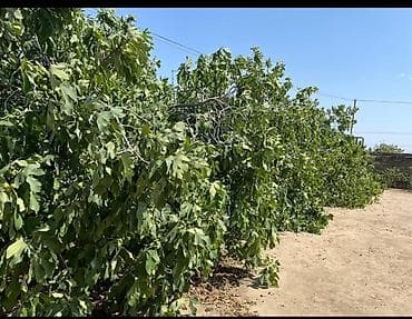 susa: 25 sot, Tikinti, Barter mümkündür, Bələdiyyə — 3