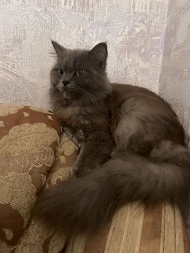 tuksuz pişik: Boz tüklü uzunquyruq pişik - Cinsə bənzərlik: uzun tüklü, yumuşaq — 2