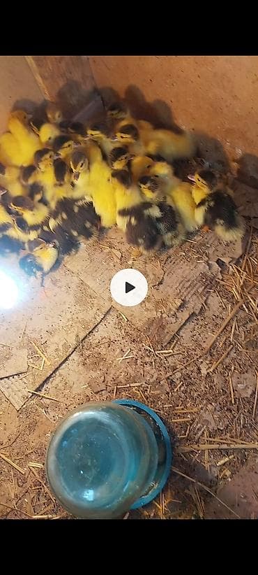 ruan ordəyi: Yerli lal ördək balası 33 ədəddir — 2