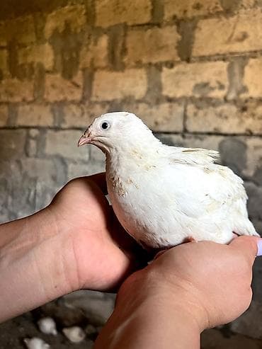 Kənd təsərrüfatı quşları: Məhsul: Bildircin və bildircin yumurtası - Cins: Ağ (tetra/texas — 2