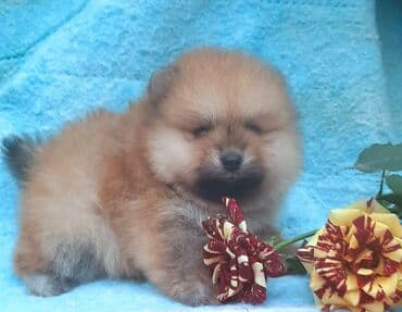 pulsuz heyvanlar verilir: Şpitz, 1 ay, Dişi — 2