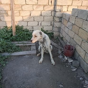 it satisi afcarka: Alabay, 2 il, Erkek, Ünvandan götürmə — 8