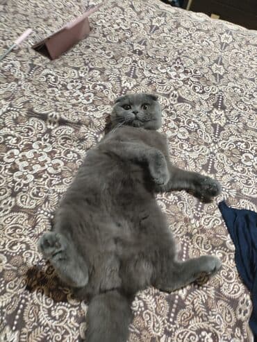 şotland pişiyi satisi: Şotland yastı qulaq, Erkək, Cütləşmə üçün — 4