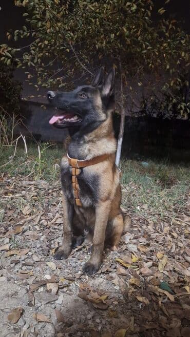 avçarka balaları: Belçika çoban iti, 3 ay, Dişi, Pulsuz çatdırılma — 10