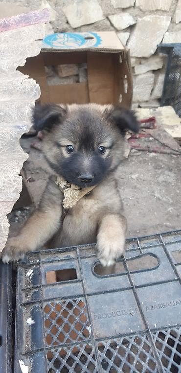 Quzu, Erkək, ay: 2 lalafo.az -da Quzu, Erkək, ay: 2