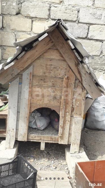 pisik yuvaları: It yuvasida olar toyuq cucede saxlamaq olar qiymetde raziligda olar — 2