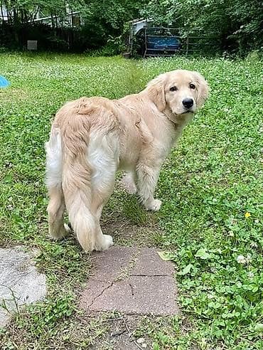 Retriever, 5 ay, Erkek, Cütləşmə üçün, Pulsuz çatdırılma