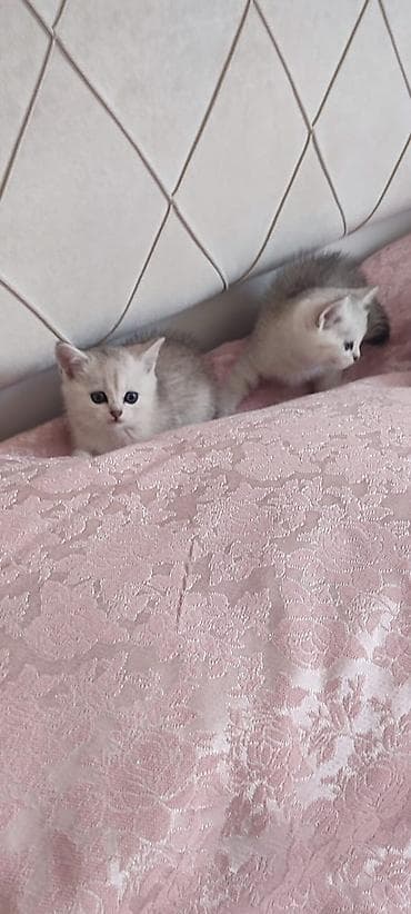 pişiy adları: Şinşilla — 10