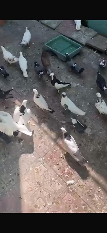 Quşlar: Ofdavoy satılır 4 manatdan Tək Tək cüt cüt hərəsin öz qiyməti var — 5