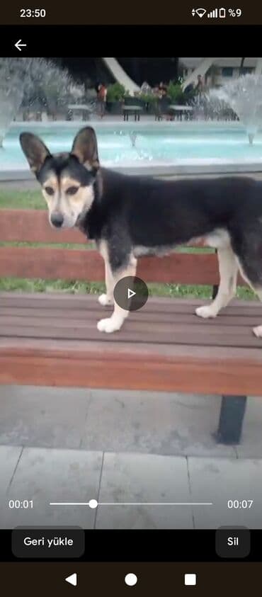 Şirin və ağıllı it – orta ölçülü, qara-krem rəngli tüklər, dik böyük