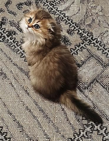 pişiyler: Britan, Yaxşı əllərə — 7