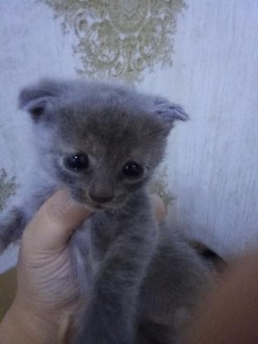 siyam pişik: Erkək, Dişi — 7