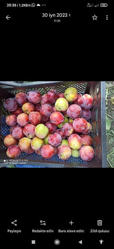 meyvə qurusu: Səndlə 90 sot ümumi sahəsi bir hektar gibrid bağı. Asvalt yola yaxın — 3