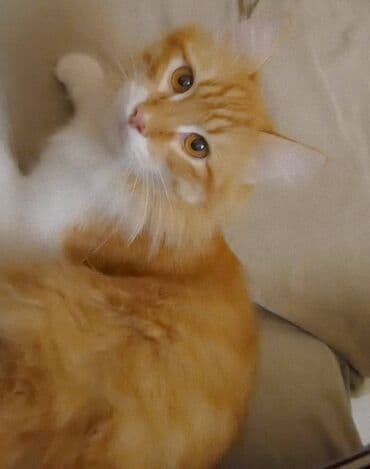 Heyvanlar üçün mallar: Erkək — 7