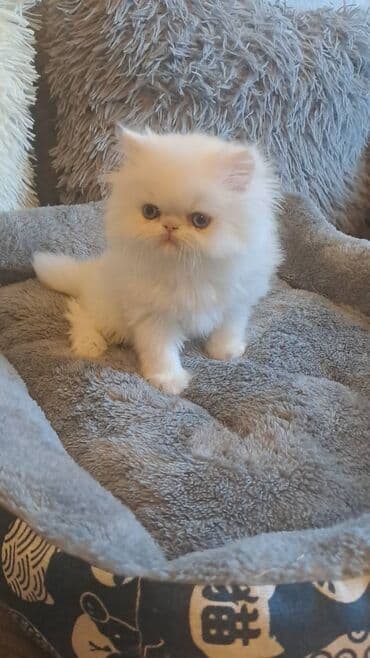 ağ pişik satışı: Персидская — 5