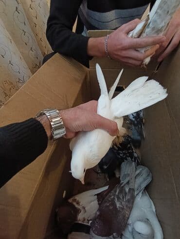 sebzi quşu: Türkan göyərçinləri hamsi tutulma üst üste 4 manatdan 10 goyercindir — 5