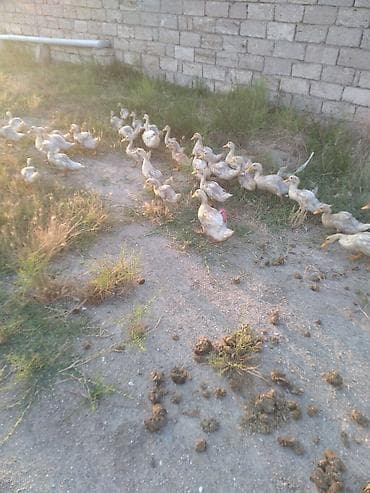 Ördəklər: Ördek sürüsü satılır.34 ededi ünvan buzovna - Növ: ev ördəyi (ağ-krem — 2
