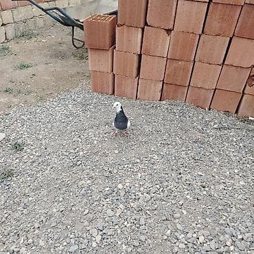 at satilir: Göy ağ baş ağ qənəd satılır qiymət 25 AZN — 2
